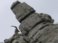 Cabra Monte, El Torcal, Andalucia